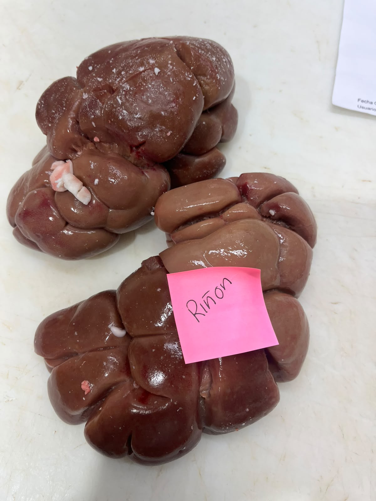 Beef Kidney